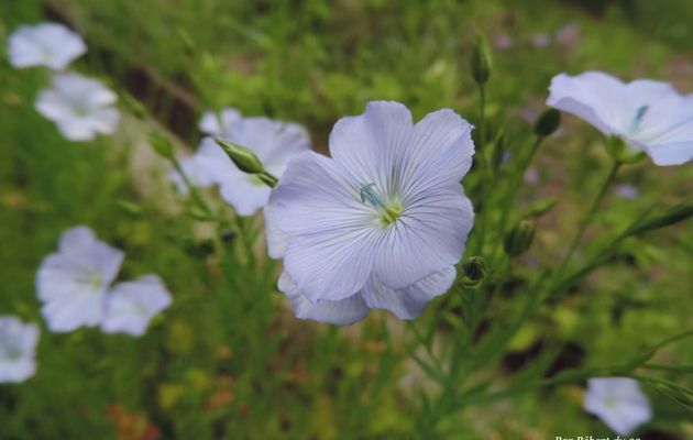 bébètes sur fleur de lin 
