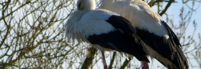 Combien d'oeufs pour Pâques ?