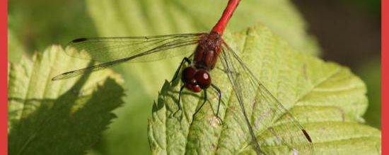 Photographie