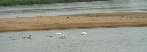 Cygnes sauvages - Wild swans