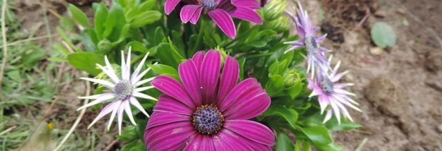 des fleurs du jardin  