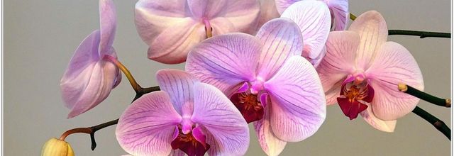 Orchidée Phalaenopsis (2)