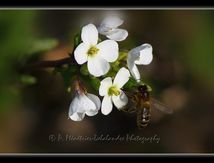 Apis mellifera femelle (abeille domestique)...