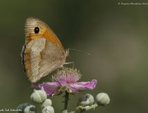 Myrtil (Maniola jurtina) - Nymphalidae