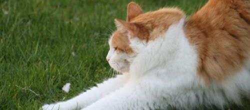 Dimanche de chat .