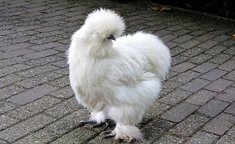 Viens poupoule, viens poupoule viens ...