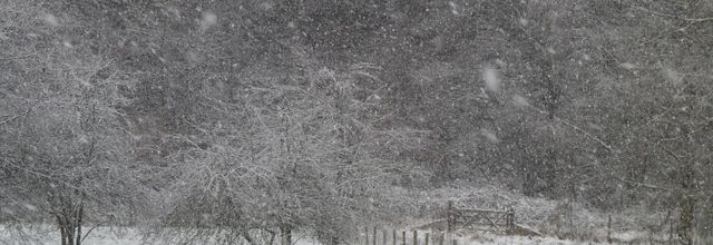 Tombe la neige, les oiseaux sont à table!