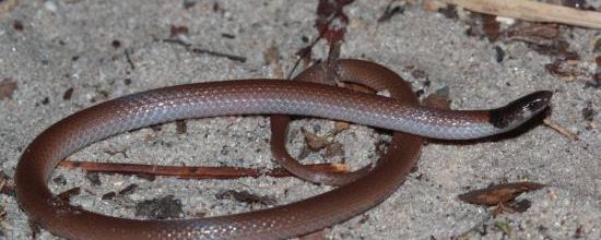 Tantilla relicta neilli - Serpent couronné de Floride centrale