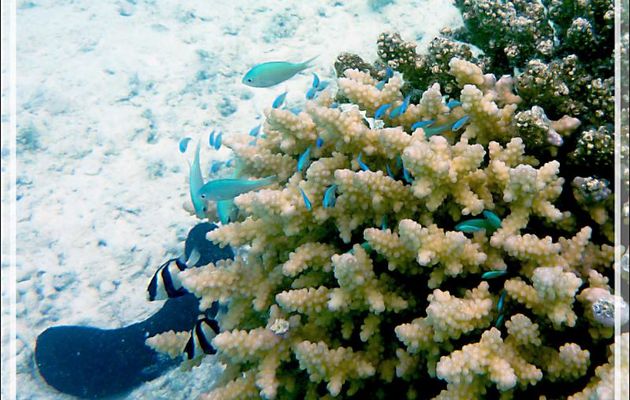 Chromis bleu-vert ou Demoiselle verte ou Castagnole bleu-vert, Bluegreen chromis or puller (Chromis viridis) - Lagon bleu - Atoll de Fakarava - Tuamotu - Polynésie française