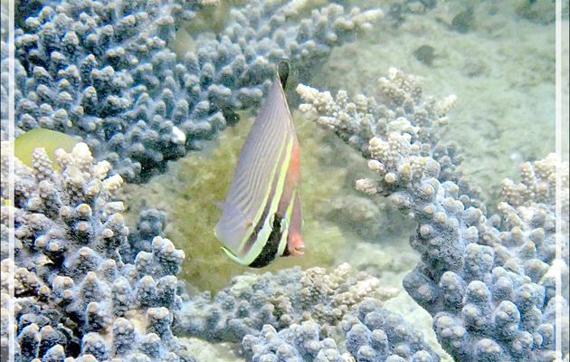 Snorkeling à Triton Bay : une Anémone magnifique, un Bénitier (si vous le voyez !), un Poisson-Papillon triangulaire (Chaetodon triangulum), une Demoiselle dorée (Amblyglyphidodon aureus) - Papua Barat - Papouasie - Indonésie