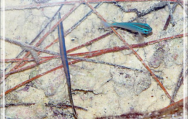 Demoiselle de Brownrigg juvénile, Surge damselfish (Chrysiptera brownriggii) - Motu Aito - Fakarava sud - Polynésie française
