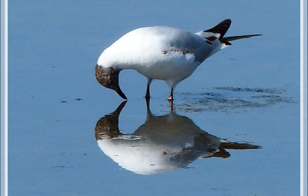 Mouette rieuse, Black-headed Gull (Chroicocephalus ridibundus) - Ars-en-Ré - Île de Ré - 17