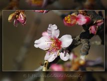 Cerisier sauvage (Prunus de la famille des Rosaceae)