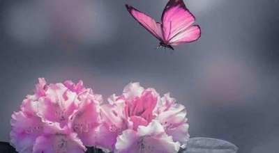 Qu'est-ce que tu fais la paix ?