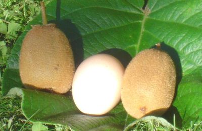 De beaux fruits naturels…