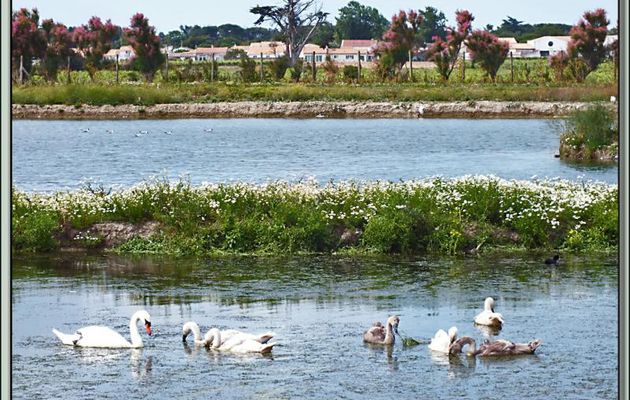 Repas pris en famille pour les Cygnes tuberculés - La Couarde-sur-Mer - Ile de Ré - 17