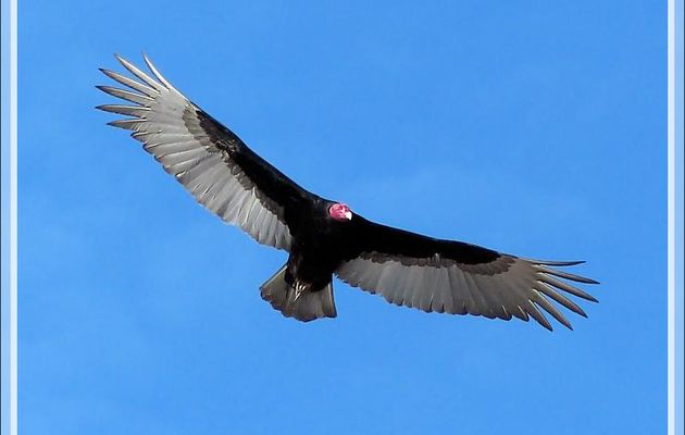 Vautour Urubu à tête rouge (Cathartes aura) - El Chaco - Pisco - Pérou