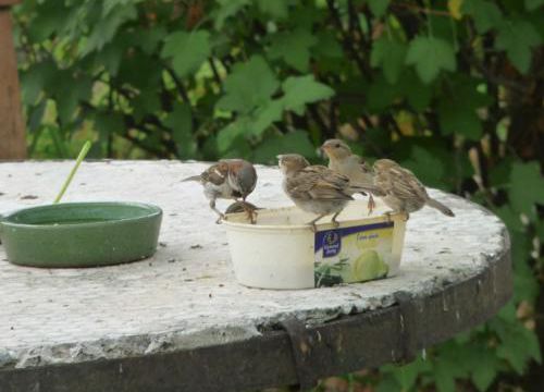 La becquée des oiseaux
