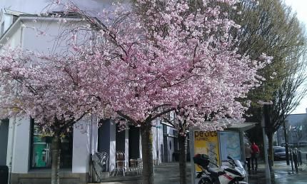Les sakura sont en fleurs.