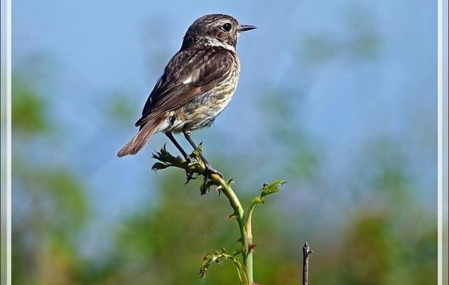 Pour la beauté, comme chez les humains d'ailleurs ;-), il n'y a pas photo entre Madame et Monsieur Tarier Pâtre, European Stonechat ( Saxicola rubicola) - La Couarde-sur-Mer - Ile de Ré - 17