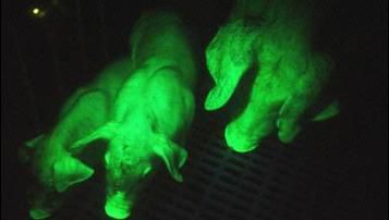 Vive les cochons fluorescents; c'est utile pour les recherches sur le cerveau.