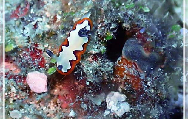 Nudibranche Chromodoris fidèle, Reliable chromodoris (Goniobranchus fidelis) - Betalinjona (2ème Frère) - Tsarabanjina - Mitsio - Madagascar