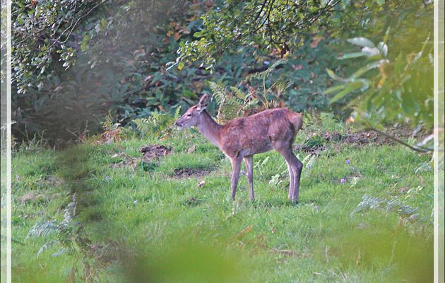 Un faon esseulé et peu farouche est sorti du bois à la tombée de la nuit- Lartigau - Milhas - 31