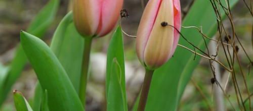 premières tulipes