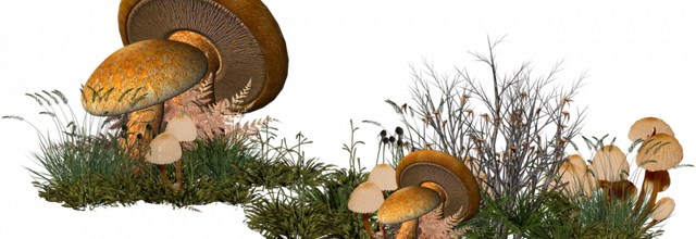 ѼVegetation
