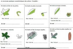 Decouverte du monde :  la forêt CP et CE1