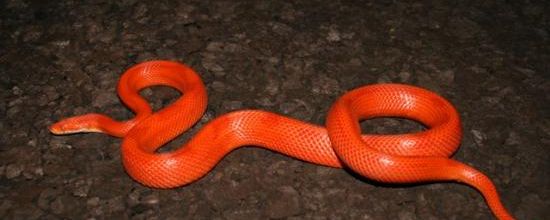 Fire stripe