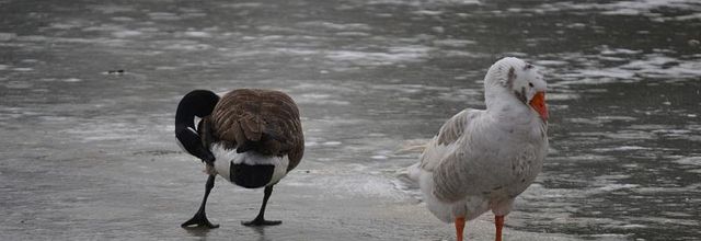 Lac Daumesnil, Paris 12ème : Oie Bernache du Canada et Oie blanche hybride