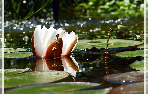 Fleur de Nénuphar et inflorescences de Myriophylle - Lartigau - Milhas - 31