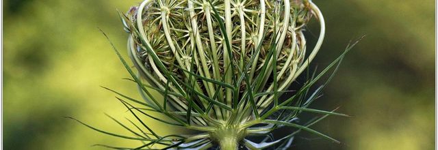 Carotte Sauvage (4) - Daucus carota