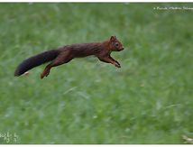 Ecureuils roux - Sciurus vulgaris