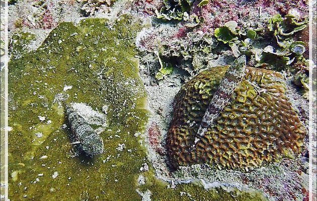 Poisson-lézard à ligne bleu, Anoli de sable, Clearfin lizardfish (Synodus dermatogenys) - Bank des Frères - Tsarabanjina - Mitsio - Madagascar