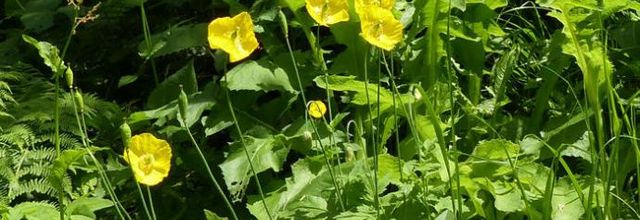 Papaver cambricum  -  pavot du Pays de Galles