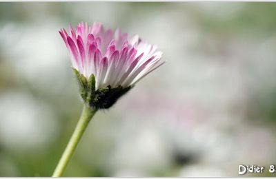 Pâquerette (4) - Bellis perennis