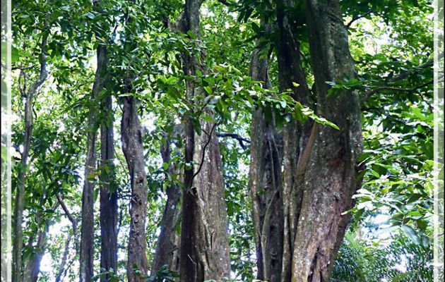 Superbe Châtaignier tahitien, Mape (Inocarpus fagifer) près du Marae Ahu-o-Mahine - Moorea - Polynésie française
