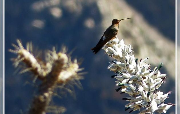 En attendant l'arrivée des condors : Colibri géant (Patagona gigas) butinant un Puya - Cruz del Condor - Cañon de Colca - Pérou