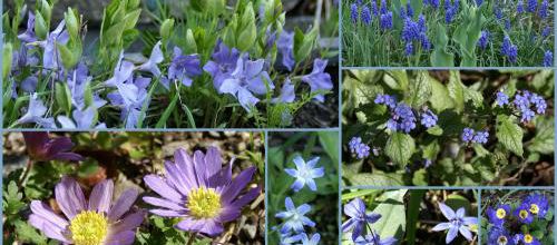 Rase-mottes bleus