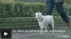 Regardez ce chien se prendre pour une voiture