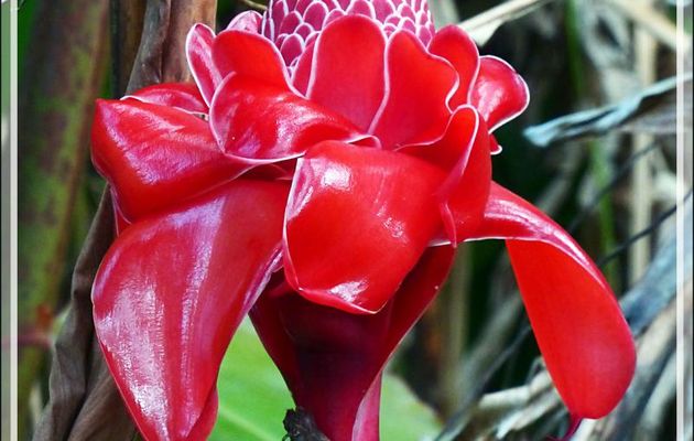 Rose de porcelaine, Ginger torch (Etlingera elatior) - Raiatea - Polynésie française