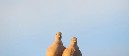Les oiseaux