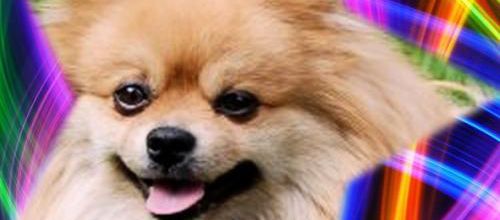 CREA CHIEN