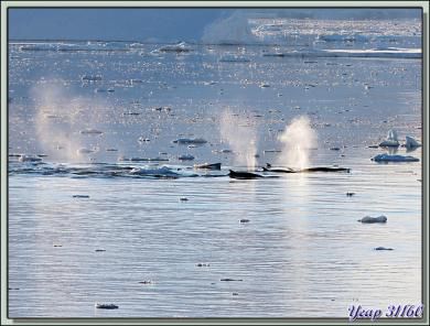 Observation d'un troupeau de Petits Rorquals (Minke Whale) - Paradise Bay - Péninsule Antarctique