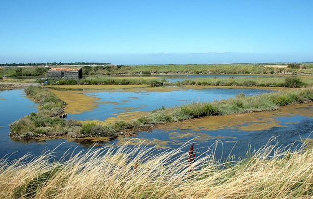 Marais - Ars-en-Ré - Ile de Ré - 17