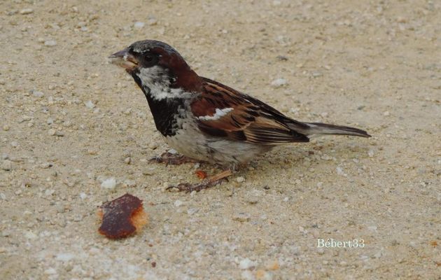 un bel oiseau qui mange