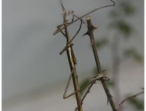 Phasmes