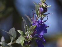 Sauge officinale - Salvia officinalis